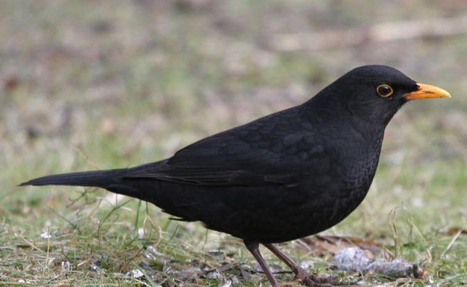 这是乌鸫的幼鸟. 下图为成鸟