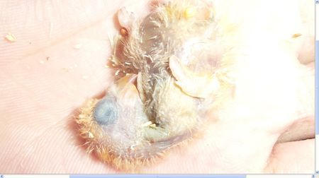 有照片,求牡丹鹦鹉雏鸟死亡原因!