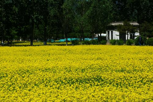 沁人心扉油菜花