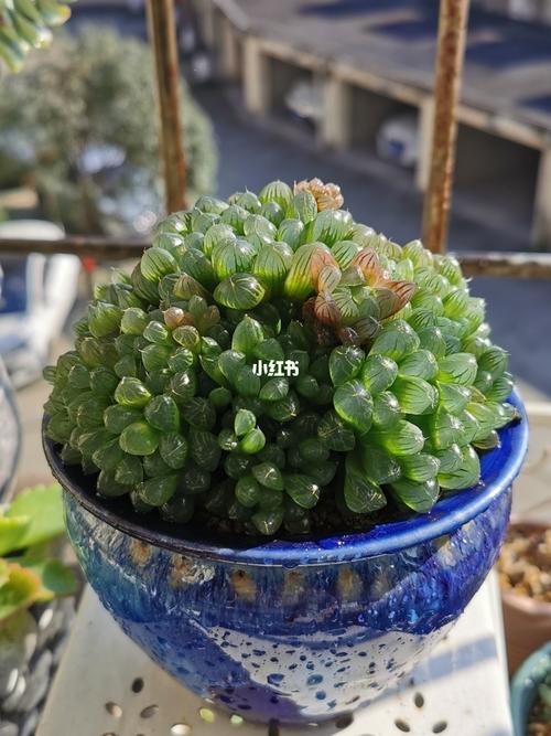 喜爱多肉姫玉露出锦