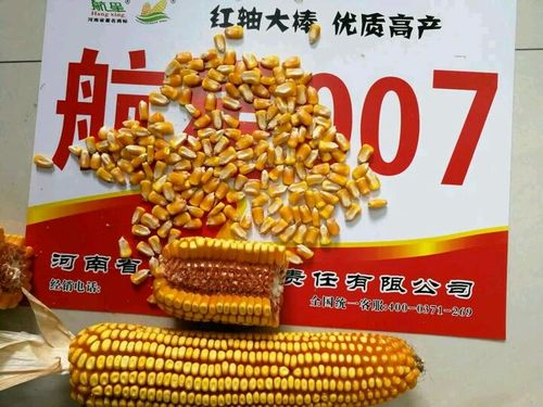 2018最新审定玉米品种航星007