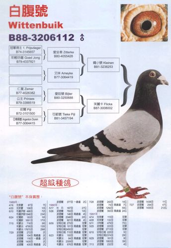 chn2009-26-188675 "盖比旗舰" 盖比白腹号直子"本身沙特鲁700羽4名""