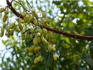 【厂家现货】印楝素5% 纯天然印楝提取物 生物杀虫.