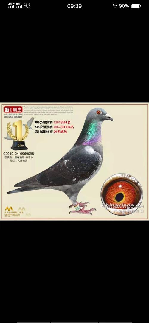 出两羽34名半平辈顺雌 爹是杨发荣雄