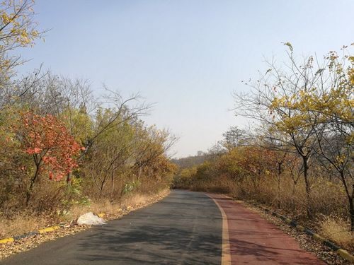 绿道秋色,游枣庄骑行凤凰绿道