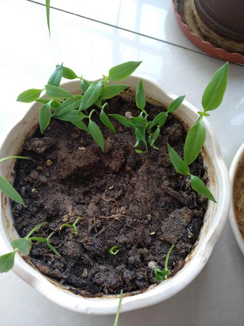经过一周左右的时间,辣椒就发芽了,现在幼苗已长出翠绿的叶子.