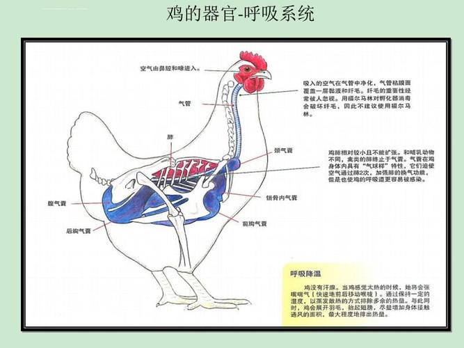 鸡体器官生理图解