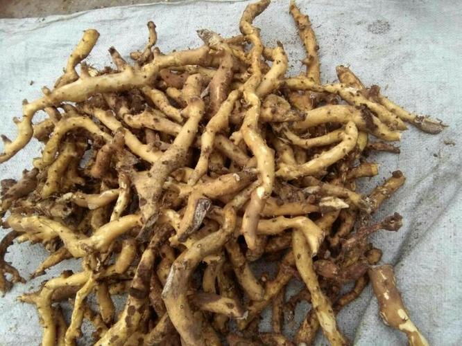 治风湿,肋风湿.市场价格,一斤10,00元.六斤酒泡一斤穿地龙.