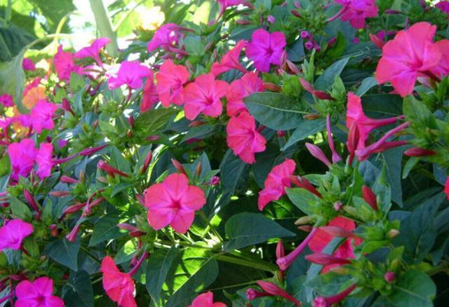 紫茉莉 网图侵删