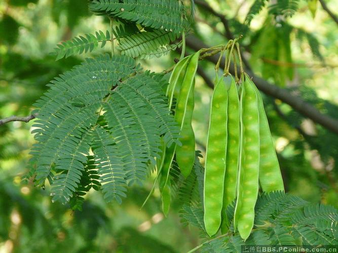 好景园林常年出售1-20公分精品合欢苗