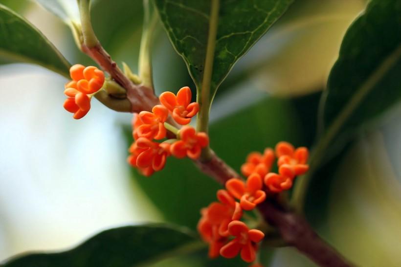 金黄飘香的桂花图片第4张