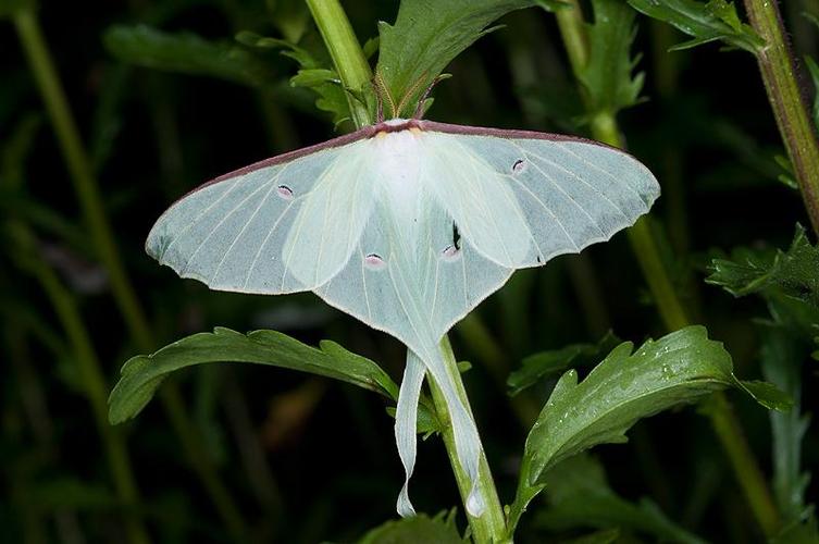 鉴定学名 姬长尾水青蛾  actias neidhoeferi ong & yu已审定