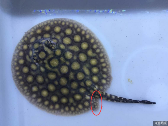 如何分辨魟鱼公为什么字母