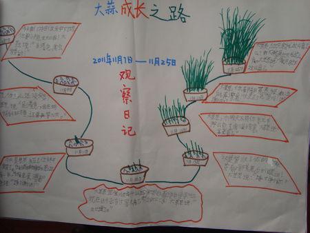 大蒜在水里的生长过程手抄报 党的生日手抄报