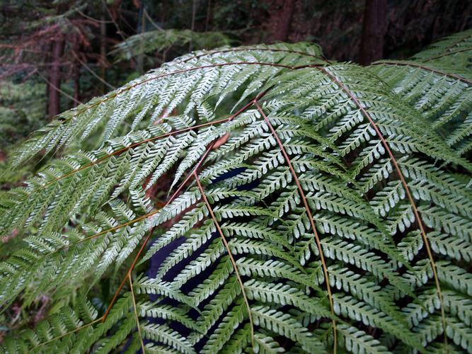  p>金毛狗 a target="_blank" href="/item/蕨属">蕨属 /a>国家级 a