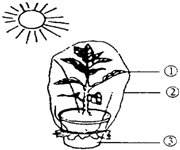 如图是一个用来证明植物体蒸腾作用的实验装置请认真观察回答下列问题
