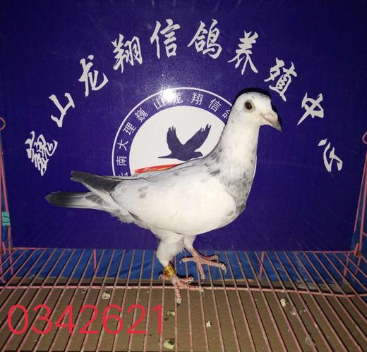 信鸽入棚照片
