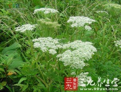 巅顶病,养生频道 养生百科 中药本草 中草药大全       ②北藁本,为