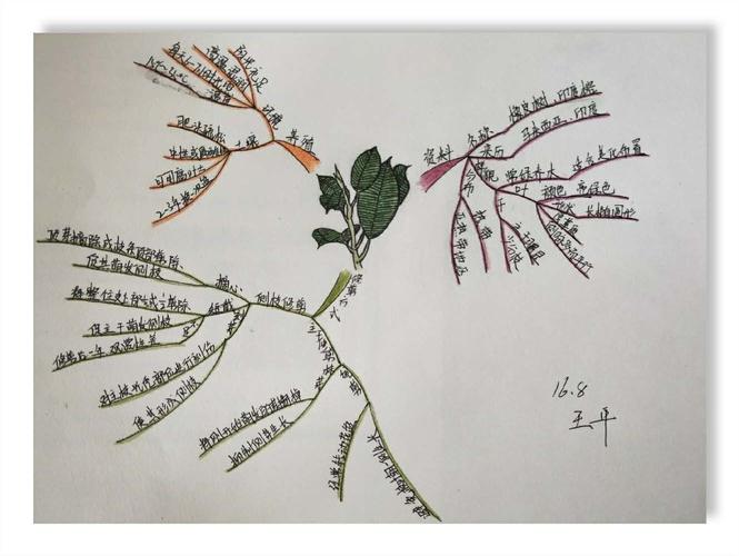 思维导图之美丽的植物