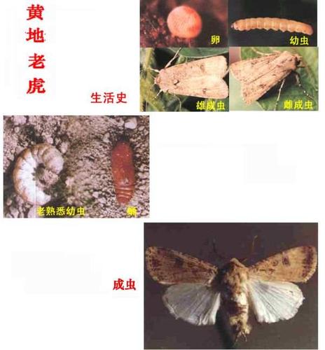 这是地老虎吗?