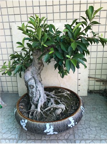 榕树盆景