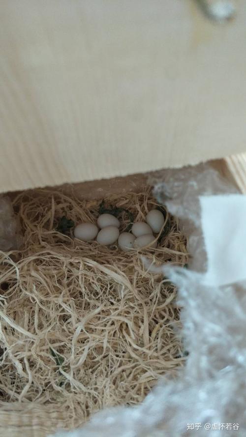 养珍珠鸟的体验