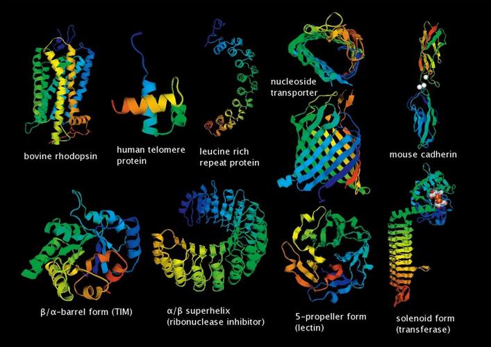 蛋白质结构解析六十年