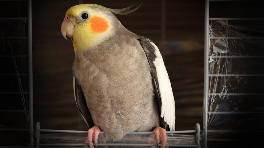 鹦鹉图片大全-动物壁纸-高清动物图片-第11图-娟娟壁纸