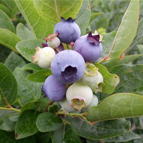 driscolls怡颗莓当季云南蓝莓新鲜水果限量版125g盒6