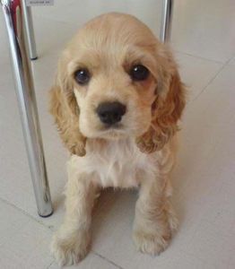 出售家养纯种英系可卡犬活体宠物狗狗可卡幼犬美国可卡幼崽小狗包