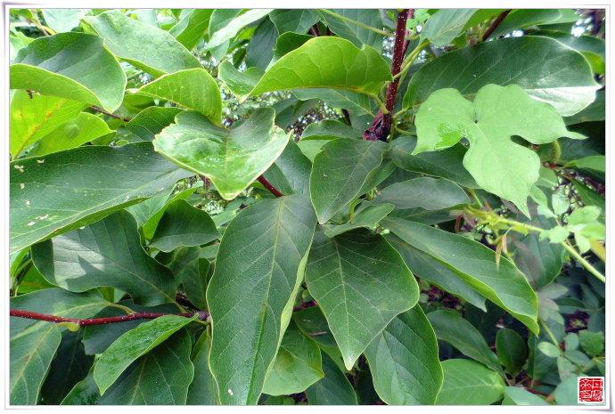 木兰科小乔木二乔玉兰