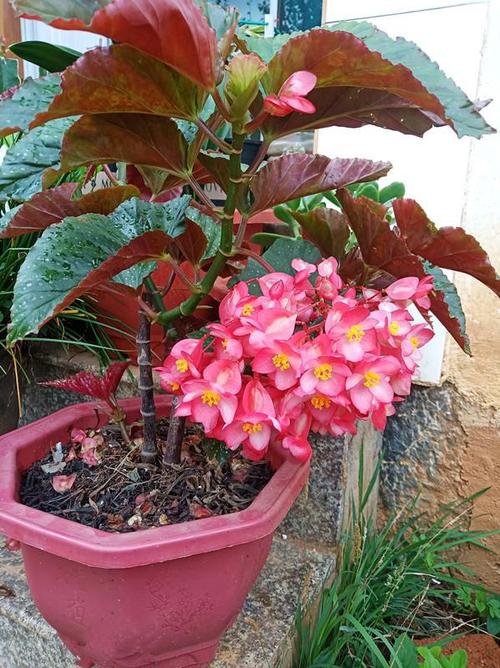 花期最长的盆栽,全年开花不停,花色美丽,栽培容易,室内也能种