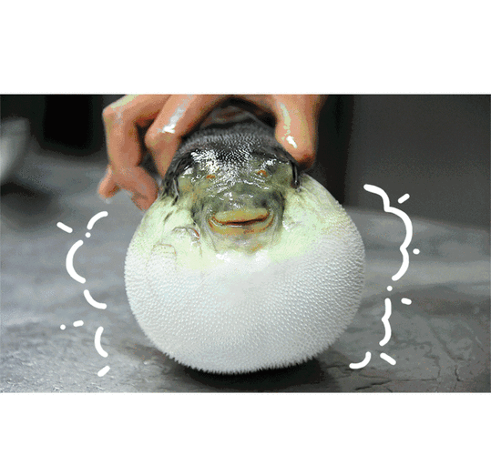 气鼓鼓有剧毒这个小可爱又放倒了许多人广东紧急提醒