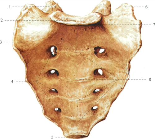 骶骨(前面观)