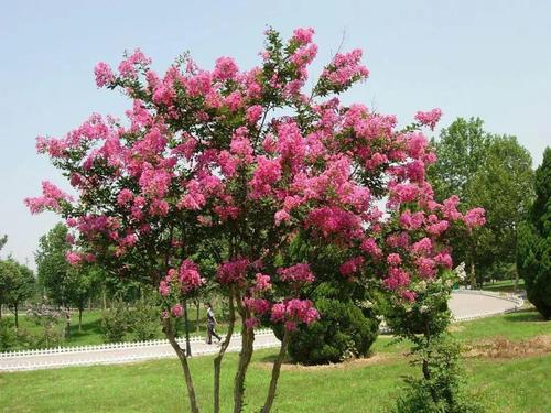 紫薇树怎么种植紫薇树的种植技术与养护方法