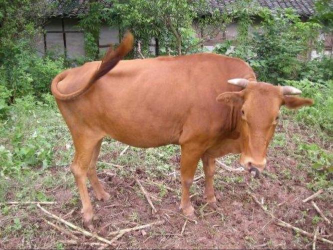 老黄牛的尾巴用来赶苍蝇