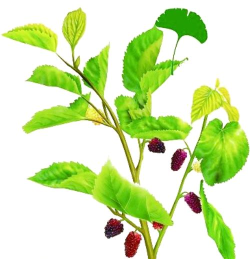 一味桑叶止盗汗