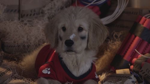 护宝狗狗