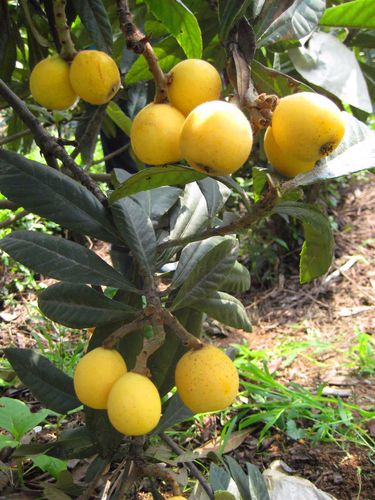 白沙枇杷苗-嫁接苗-4月中下旬成熟优质枇杷树苗基地-品种纯正