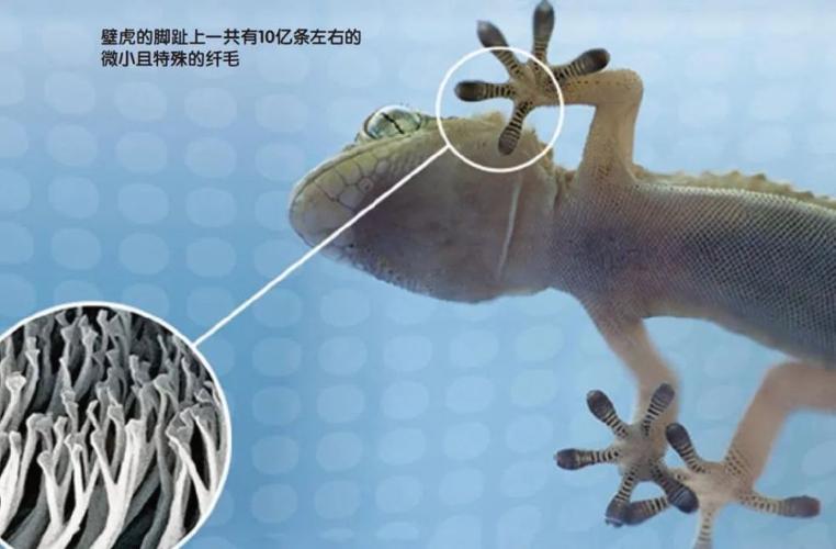 太空壁虎爪蜥蜴毒蜥蜴早已深入人类的生活