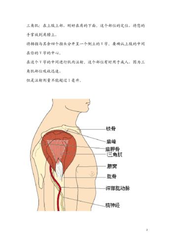肌肉注射针位置图