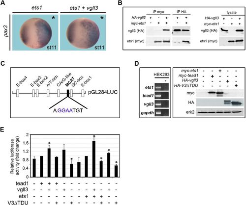 vestigial-like 3 is a novel ets1 interacting partner and