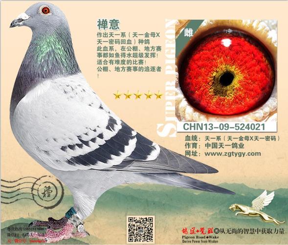 中国天一鸽业钻石配对(禅意)