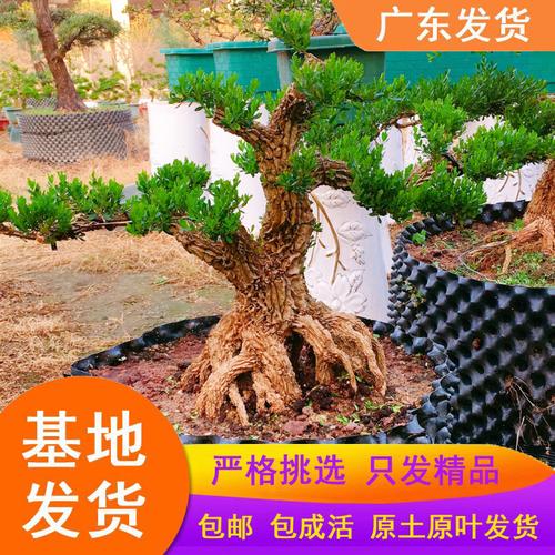 皱皮雀舌黄杨树苗高档造型名贵盆景小叶黄杨盆栽石柳苗龙鳞黄杨苗