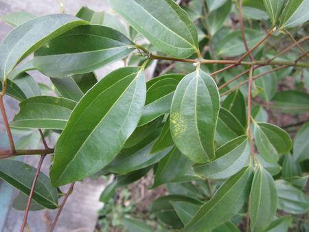 樟树树叶的资料