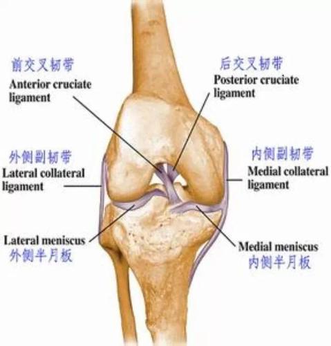 膝关节前交叉韧带(acl)损伤是怎么回事?