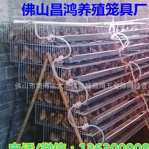 厂家直销网底加密 加粗 热镀锌 阶梯式鹌鹑笼 鹌鹑养殖笼具