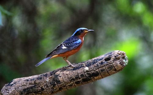 白喉矶鸫图片电脑高清桌面壁纸