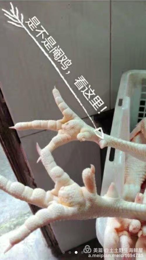 养够120多天的鸡爪子才有的茧