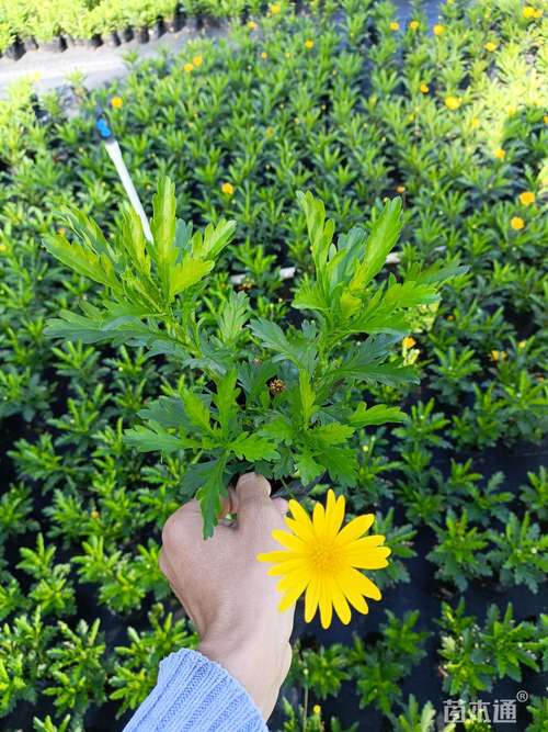 雏菊